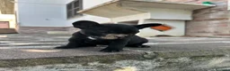 Bulldog Francese cani in vendita: bulldog francese nero tigrato animali  - Annuncio 11