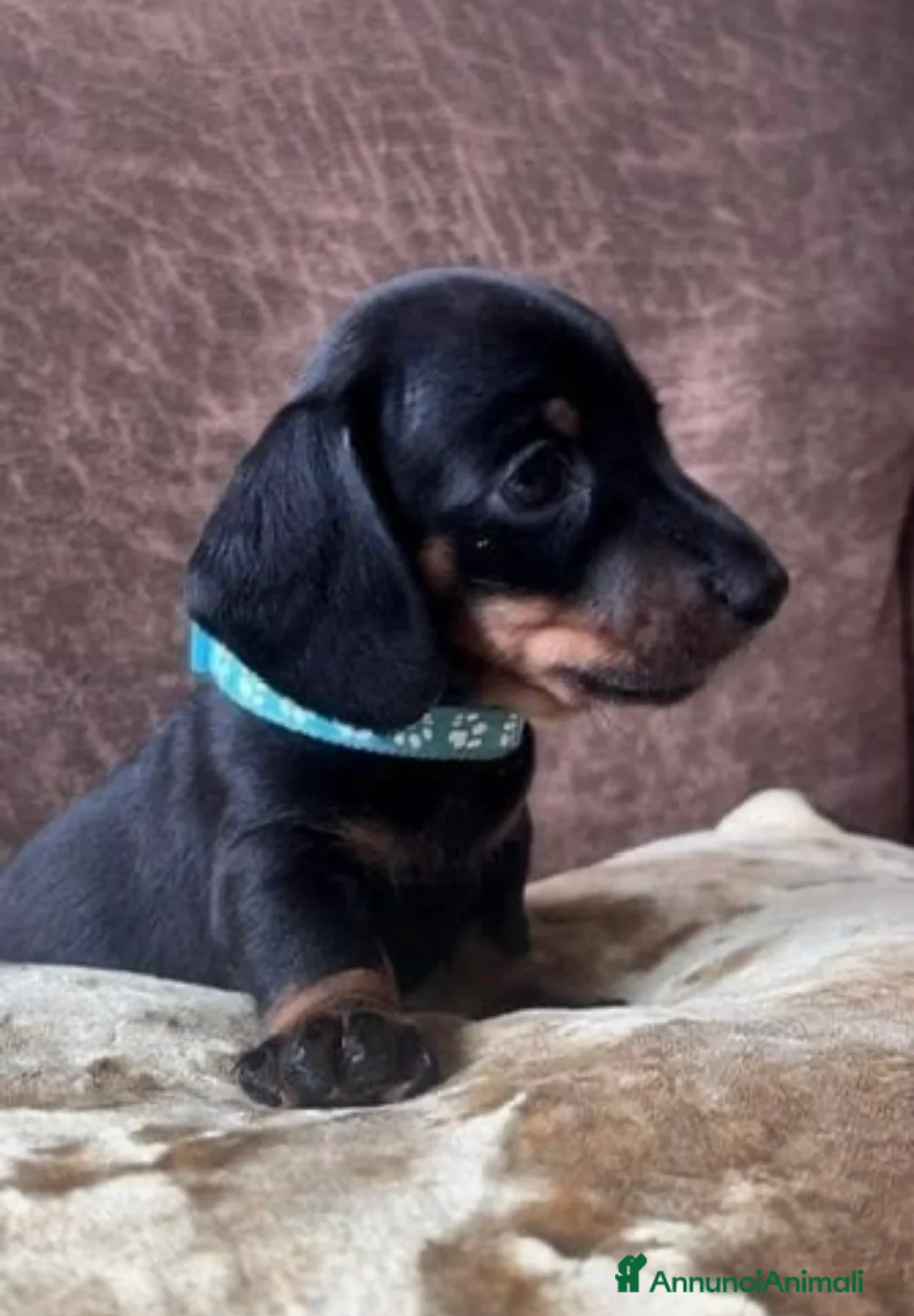Bassotto cani in vendita: Bassotti NANI - Annuncio 2