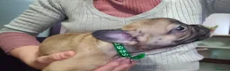 Bulldog Francese cani in vendita: Ultima cucciola di Bulldog francese cream - Annuncio 13