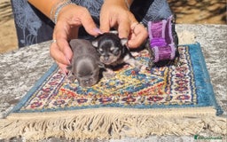 Chihuahua cani in vendita: Cuccioli di  chihuahua  a Città Metropolitana di Torino - Immagine 6