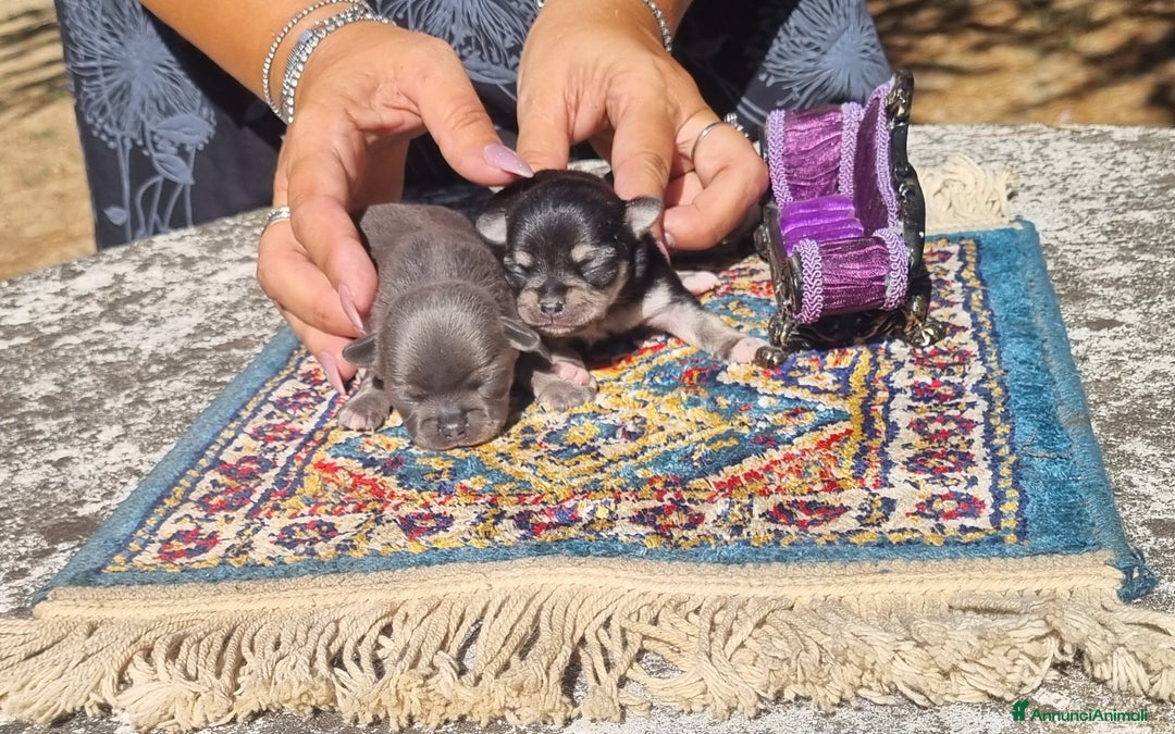 Chihuahua cani in vendita: Cuccioli di  chihuahua  a Città Metropolitana di Torino - Immagine 6