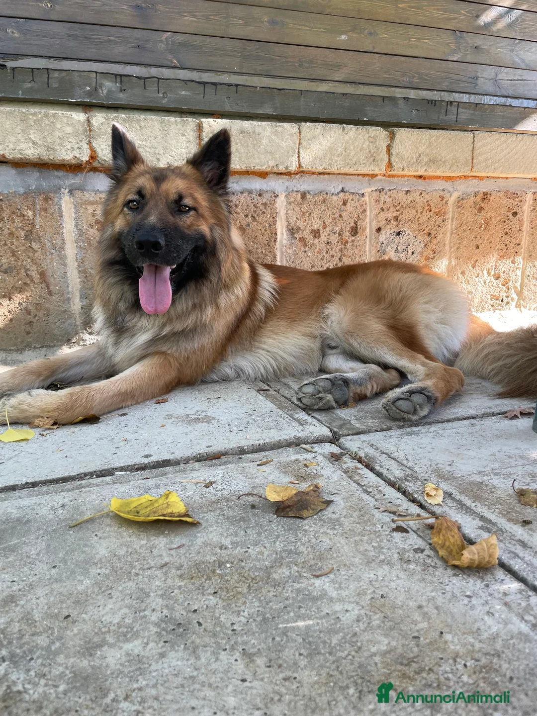 Meticcio cani per accoppiamento: Cerco femmina per accopiamento - Annuncio 10