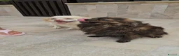 Meticcio cani in regalo: Alessia: taglia piccola, socievole, equilibrata - Annuncio 9