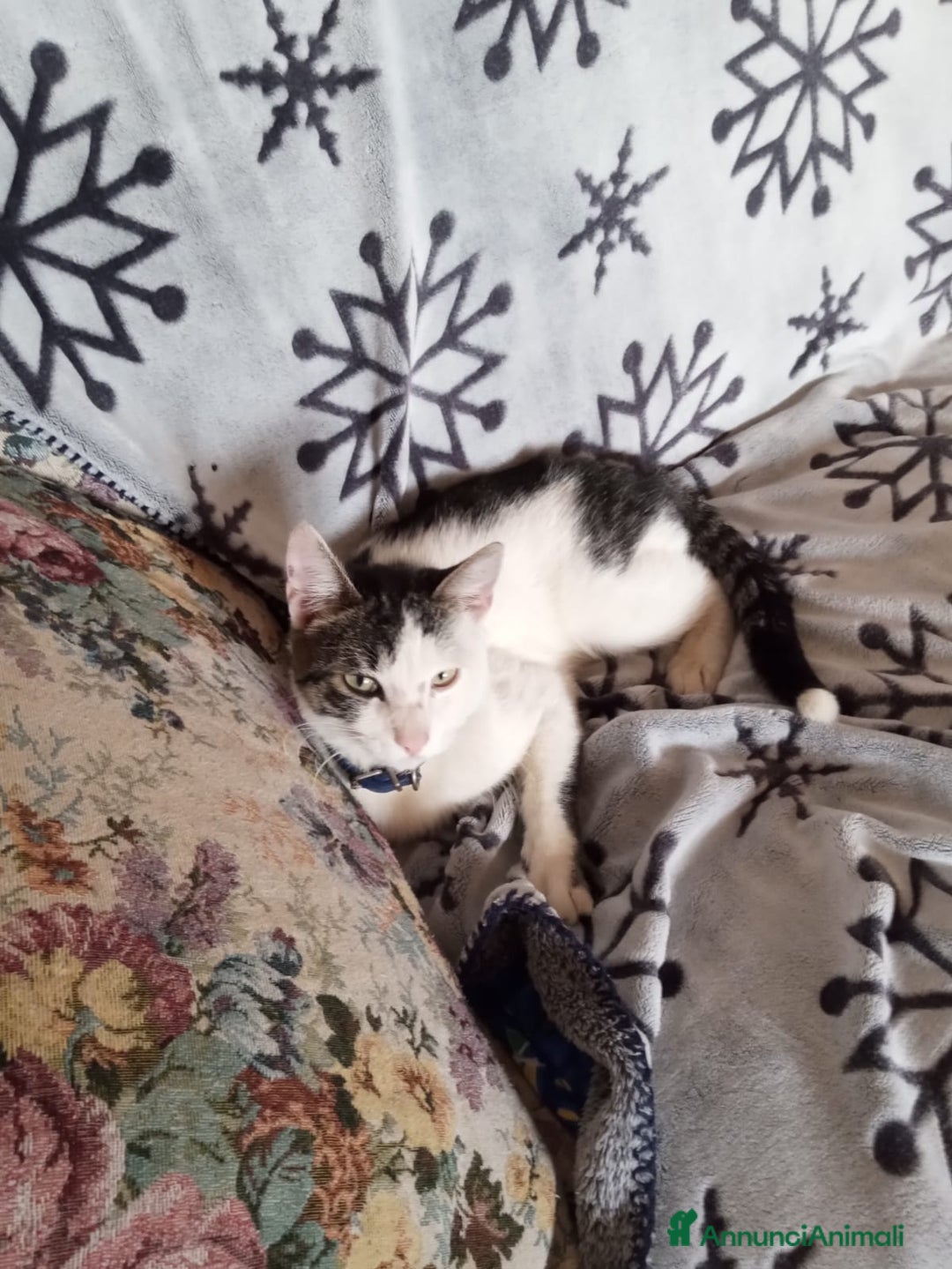 Europeo gatti in regalo: Gattino di circa 6 mesi cerca casa - Annuncio 5