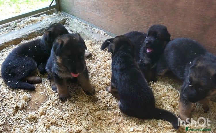 Pastore Tedesco cani a Provincia di Novara - Annuncio 1