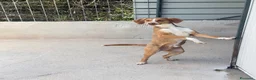 Meticcio cani in regalo: Totò 12 kg a Provincia di Como - Annuncio 3