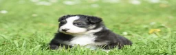 Australian Shepherd cani in vendita: AUSTRALIAN SHEPHERD a Provincia di Padova - Annuncio 3