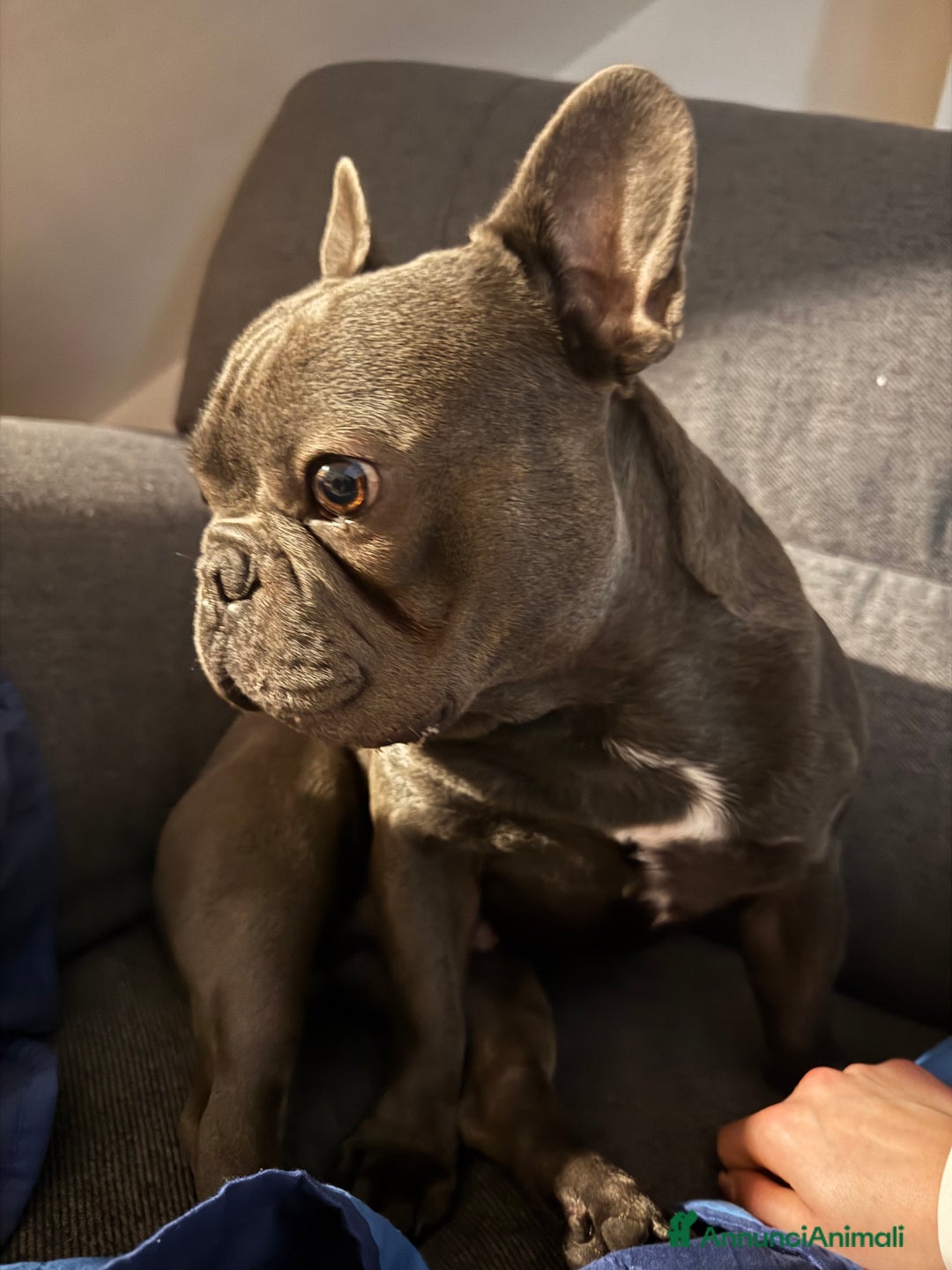 Bulldog Francese cani per accoppiamento: Lion Texas vuole diventare papino - Annuncio 8