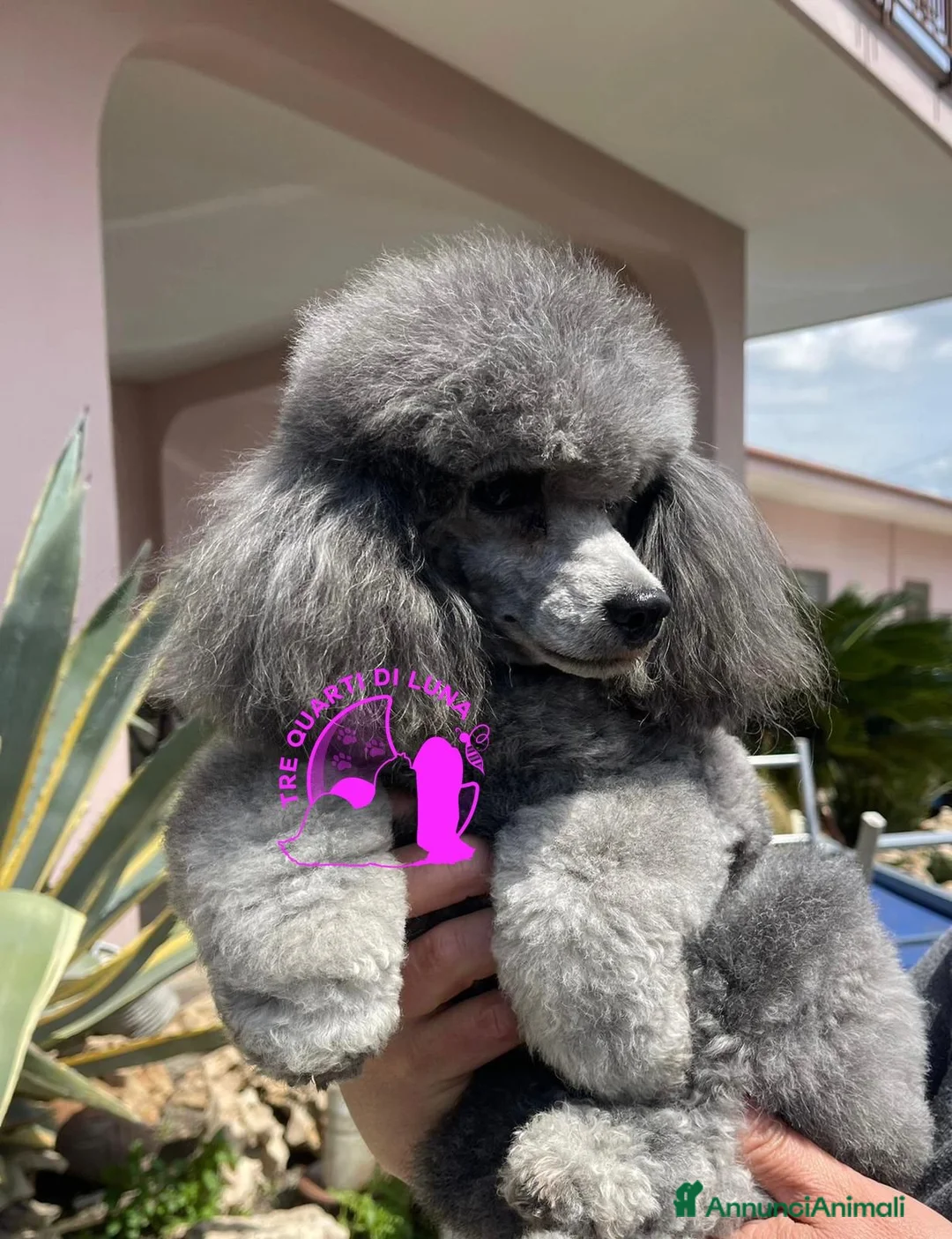 Barboncino Toy cani in vendita: Barboncino TREQUARTIDILUNA  - Annuncio 4