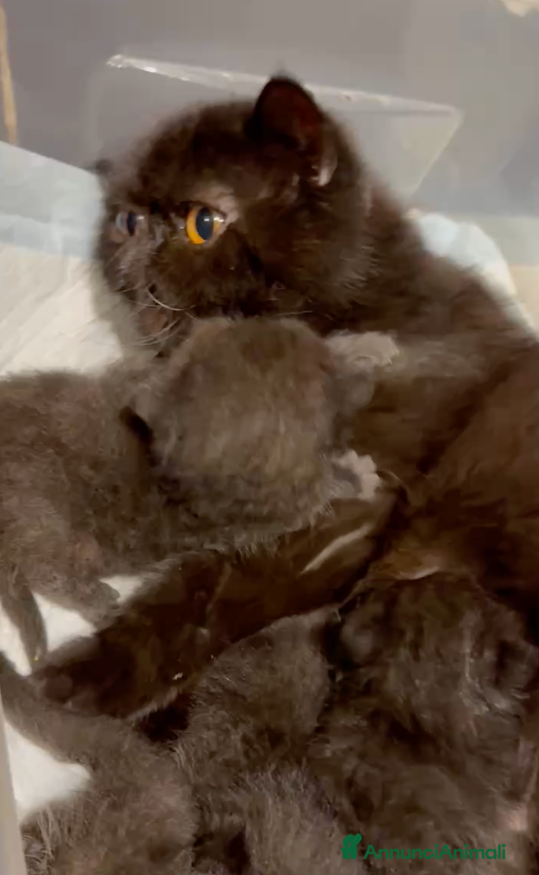 Exotic Shorthair gatti in vendita: Gattine Exotic Shorthair - Annuncio 3