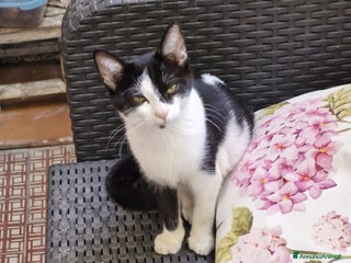 Europeo gatti Micina 4mesi e 1/2 URGENTE ADOZIONE.VOGHERA PV - Annuncio 17