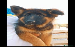 Pastore Tedesco cani in vendita: Pastore tedesco pelo lungo femmina 90 giorni  a Provincia di Foggia - Immagine 2