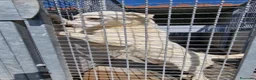 Meticcio cani in regalo: Sapete cosa sono le celle di un canile ? a Provincia di Taranto - Annuncio 3