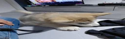 Alaskan Malamute cani in vendita: Bellissimi cuccioli di alaskan malamute  - Annuncio 3