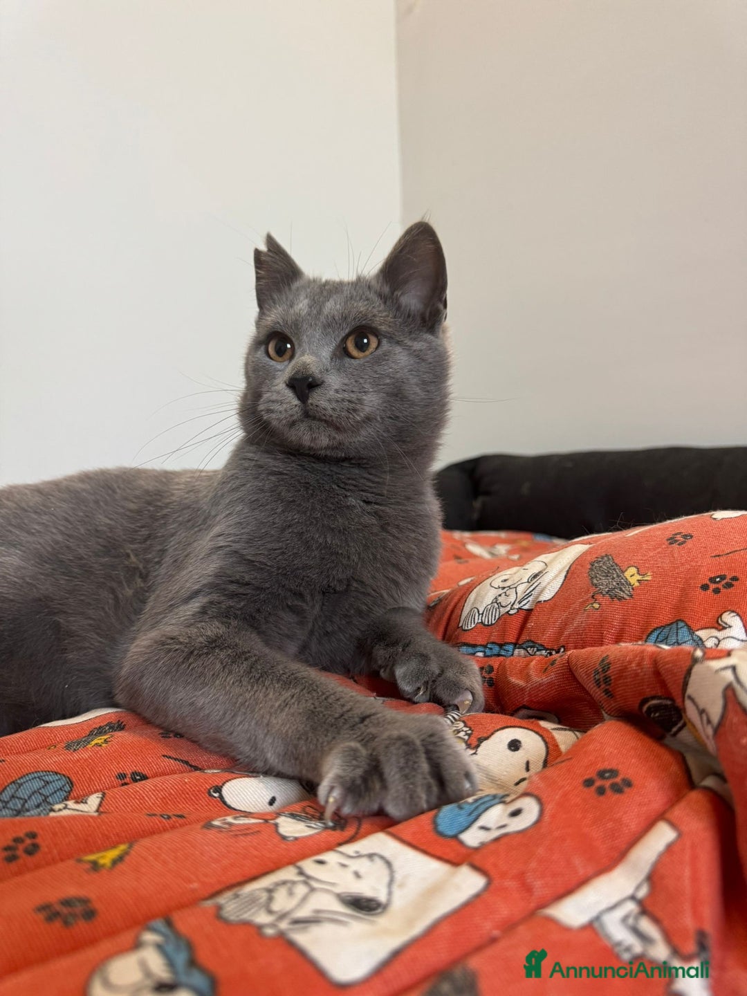 Certosino gatti in regalo: Certosino maschio cerca casa - Annuncio 3