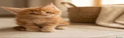 Maine Coon gatti in vendita: Cuccioli di Maine Coon  - Annuncio 2