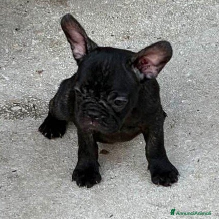 Bulldog Francese cani Cuccioli bulldog francese - Annuncio 11