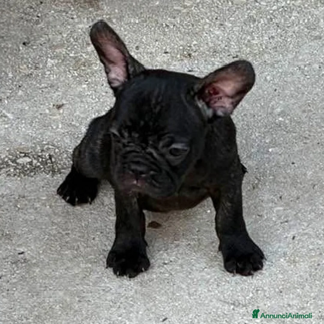 Bulldog Francese cani in vendita: Cuccioli bulldog francese - Annuncio 1
