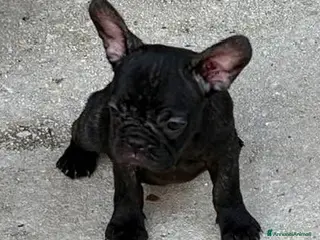Bulldog Francese cani Cuccioli bulldog francese - Annuncio 11
