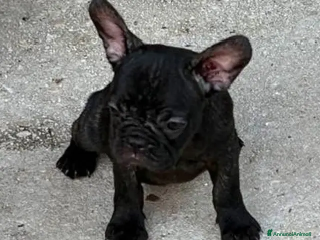 Bulldog Francese cani in vendita: Cuccioli bulldog francese - Annuncio 3