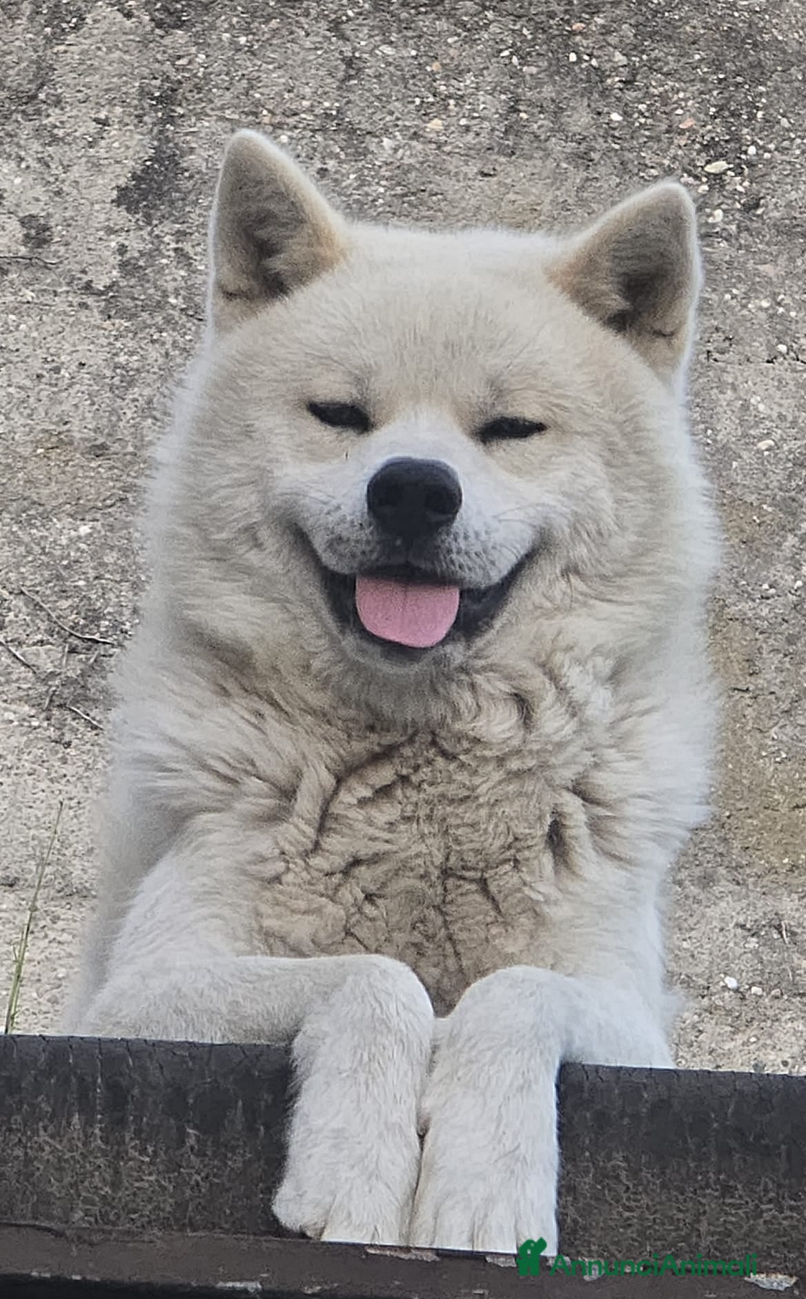 Akita Inu cani Akita Inu 3 anni – cerca nuova famiglia - Annuncio 1
