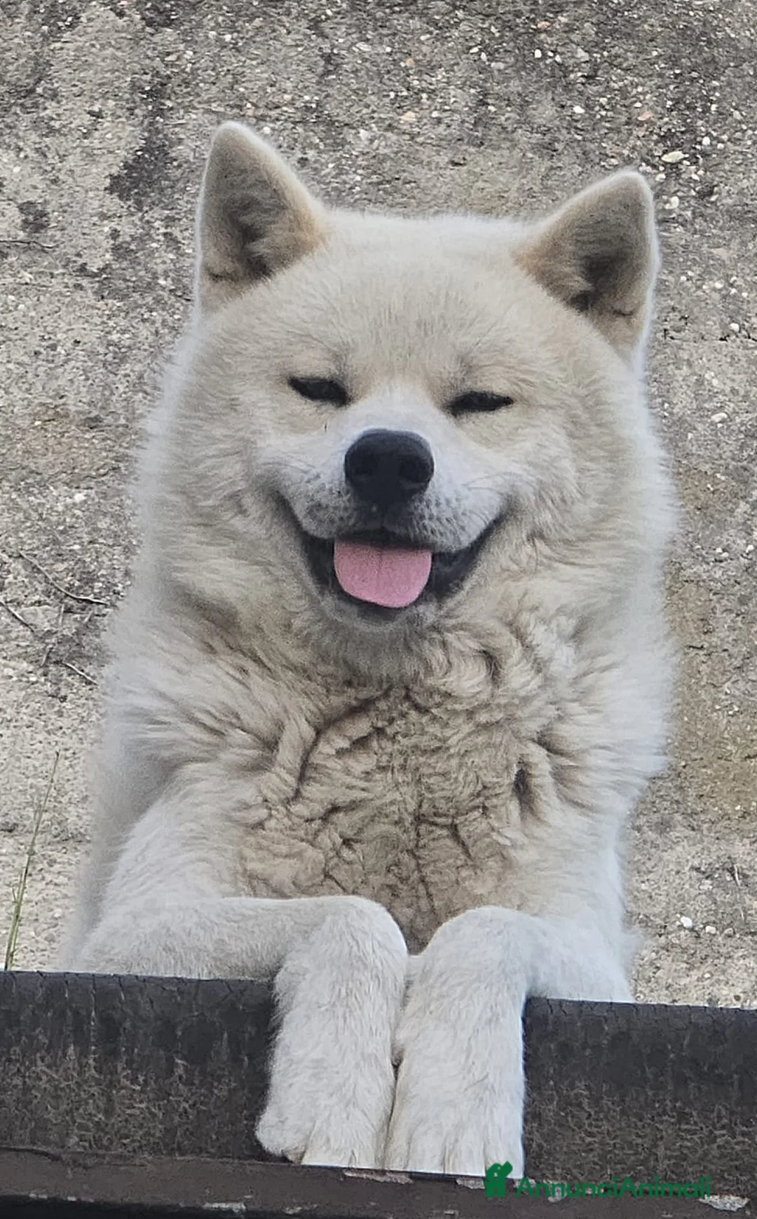 Akita Inu cani in regalo: Akita Inu 3 anni – cerca nuova famiglia - Annuncio 1