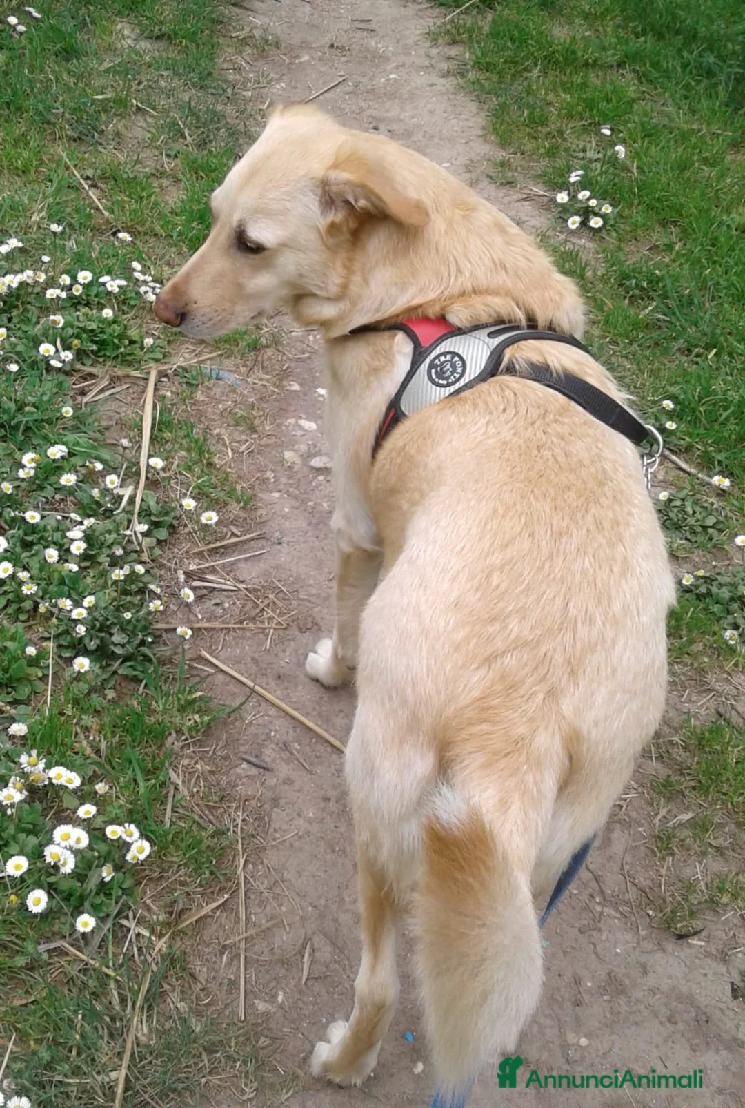 Labrador cani in regalo: Rocky, dolcissimo, simil labrador, cerca casa a Città metropolitana di Roma Capitale - Annuncio 4