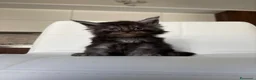 Maine Coon gatti in vendita: Maine Coon  a Provincia di Ascoli Piceno - Annuncio 3