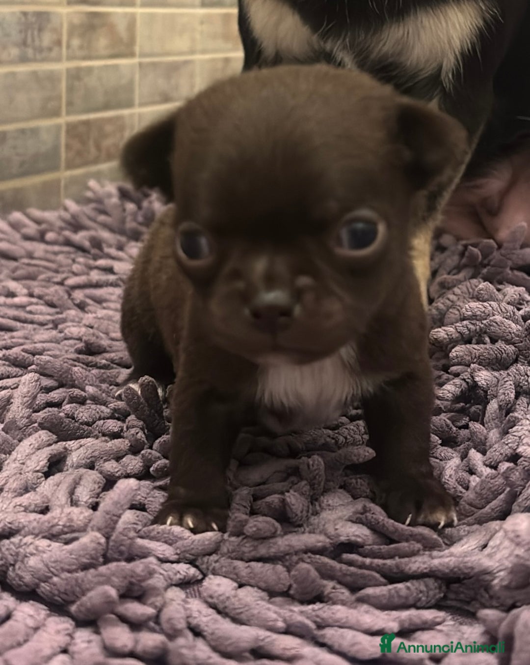 Chihuahua cani in vendita: Chihuahua, 1 maschio e 1 femmina - Annuncio 4