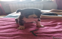 Pitbull cani in vendita: Cuccioli di pitbull a Città Metropolitana di Genova - Immagine 6
