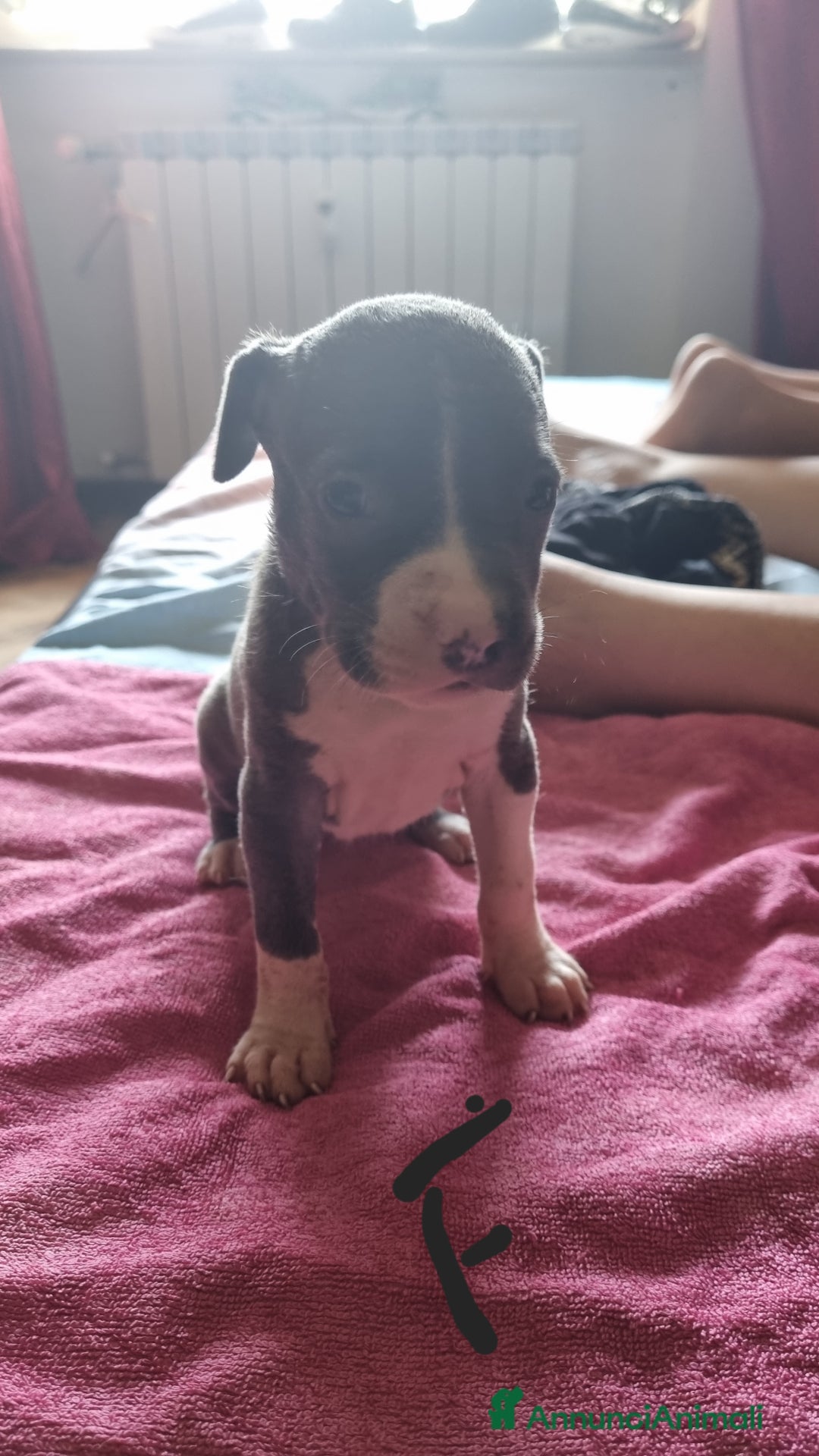 Pitbull cani in vendita: Cuccioli di pitbull a Città Metropolitana di Genova - Immagine 6