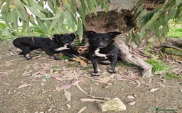 Meticcio cani in regalo: Luigi: timido, docile, socievole  a Città Metropolitana di Genova - Immagine 18