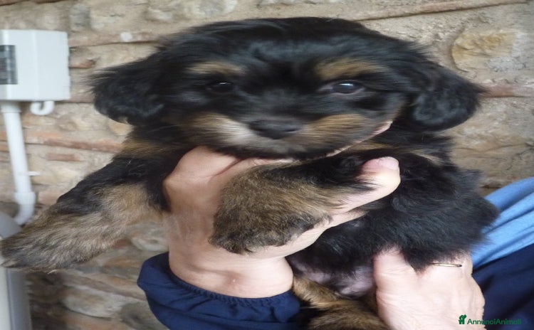 Bichon cani a Province of Vicenza - Annuncio 1