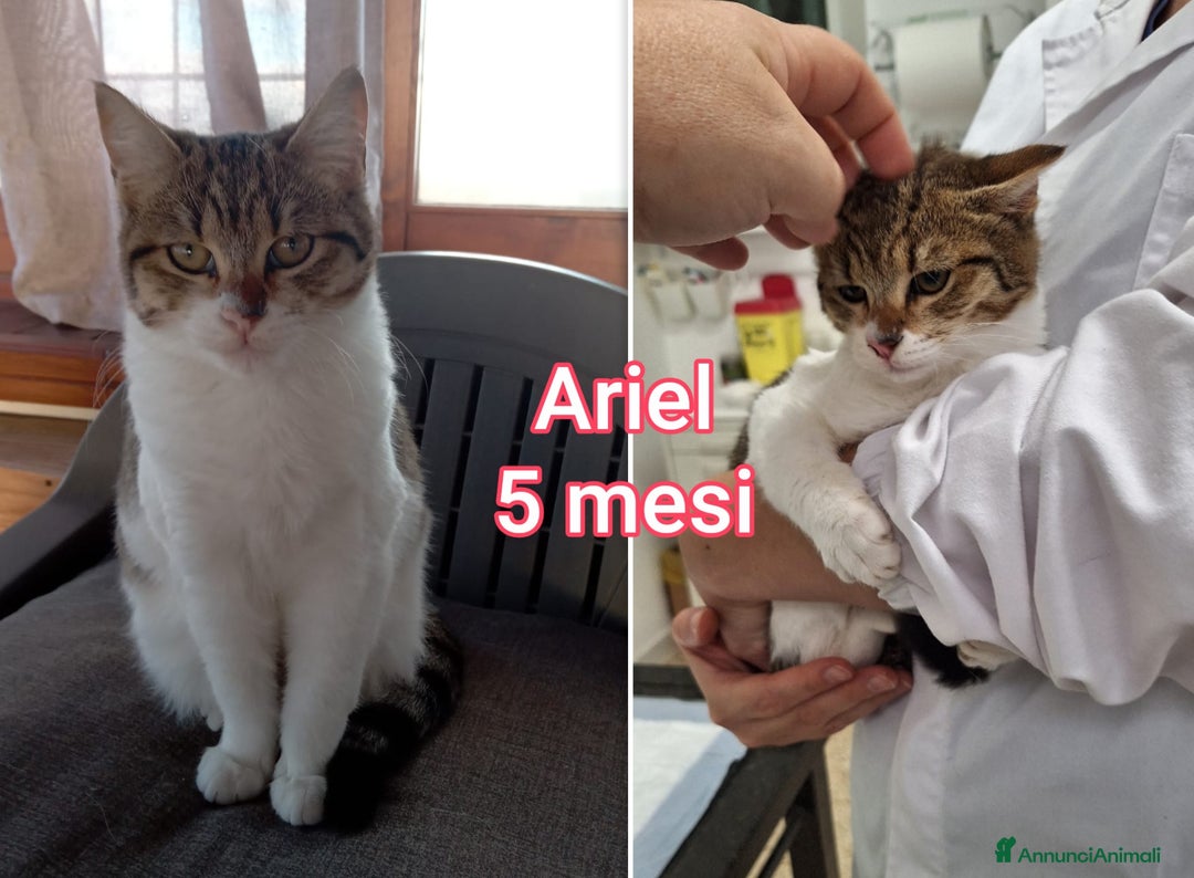 Europeo gatti in regalo: GATTINI ESCLUSI DA TUTTI  - Annuncio 3