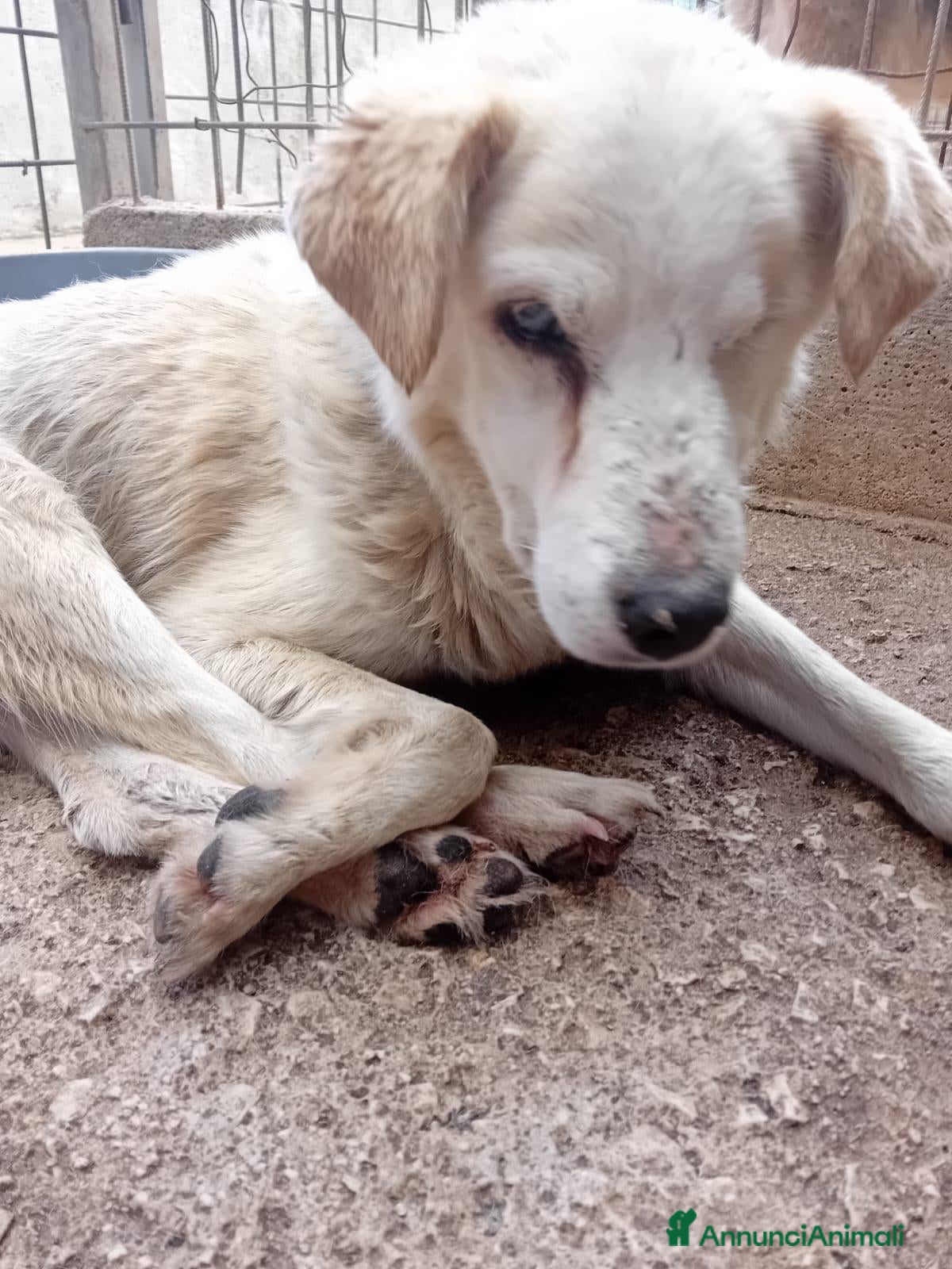 Meticcio cani in regalo: Miele, 12 kg, cieco, ADOZIONE DEL CUORE - Annuncio 1