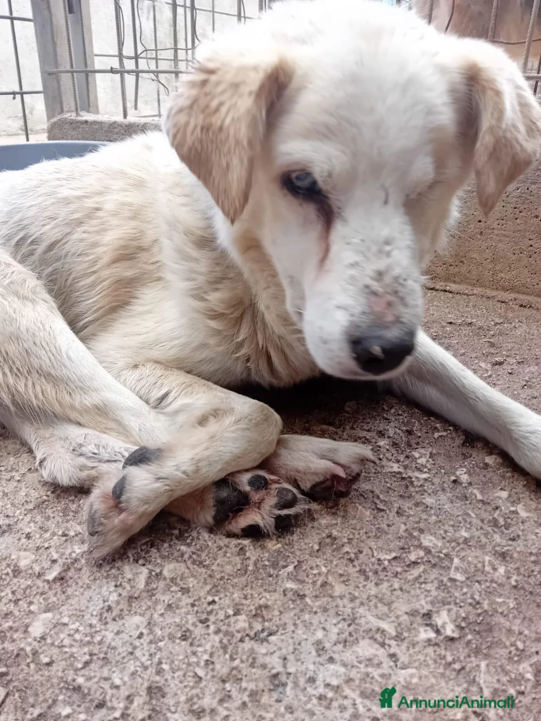 Meticcio cani in regalo: Miele, 12 kg, cieco, ADOZIONE DEL CUORE - Annuncio 1