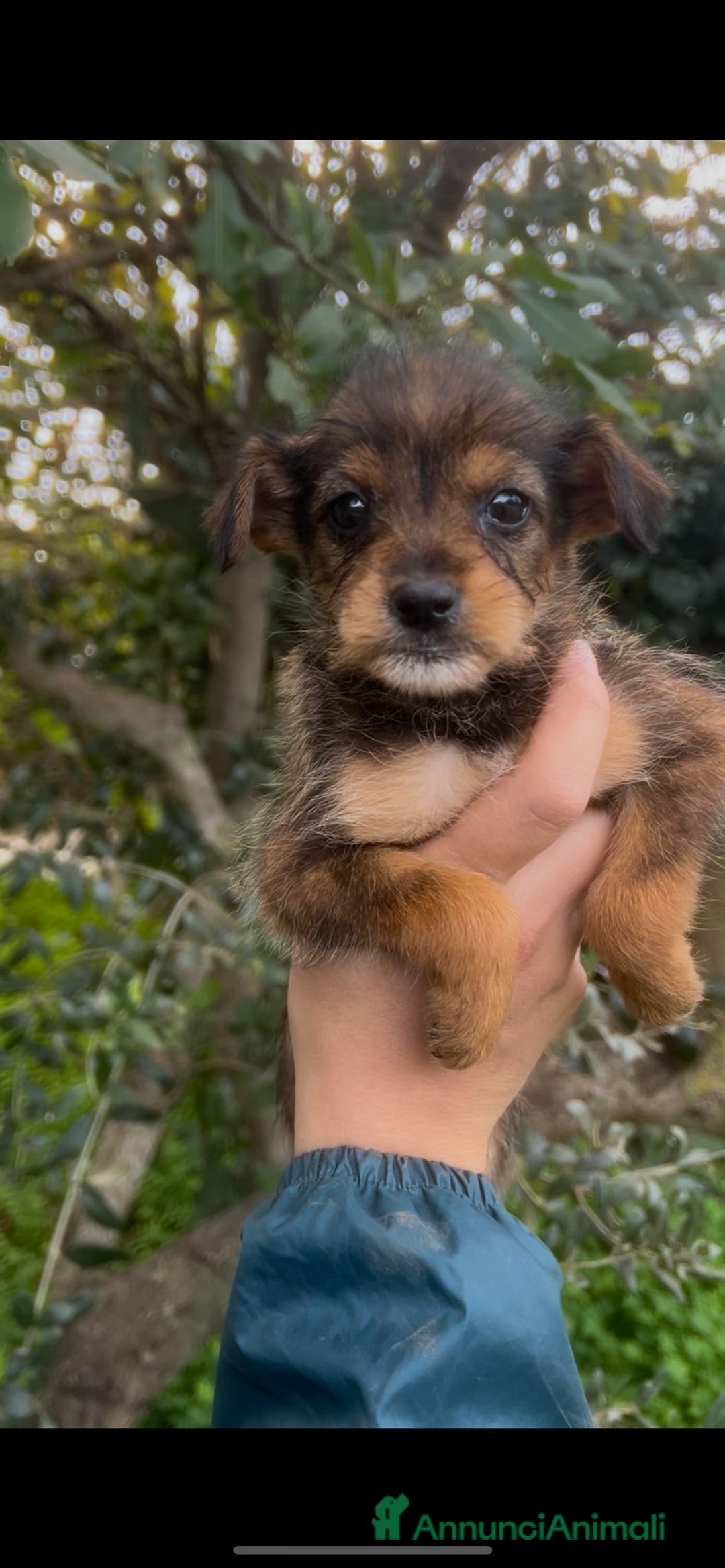 Meticcio cani in regalo: ISA 🩷 - cucciola taglia piccola, cerca famiglia  - Annuncio 5