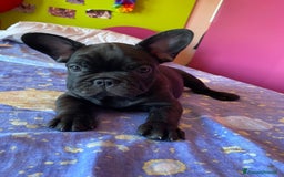 Bulldog Francese cani in vendita: 🐾🏡 Cuccioli di Bulldog Francese 🐾🏡 a Libero consorzio comunale di Agrigento - Immagine 5