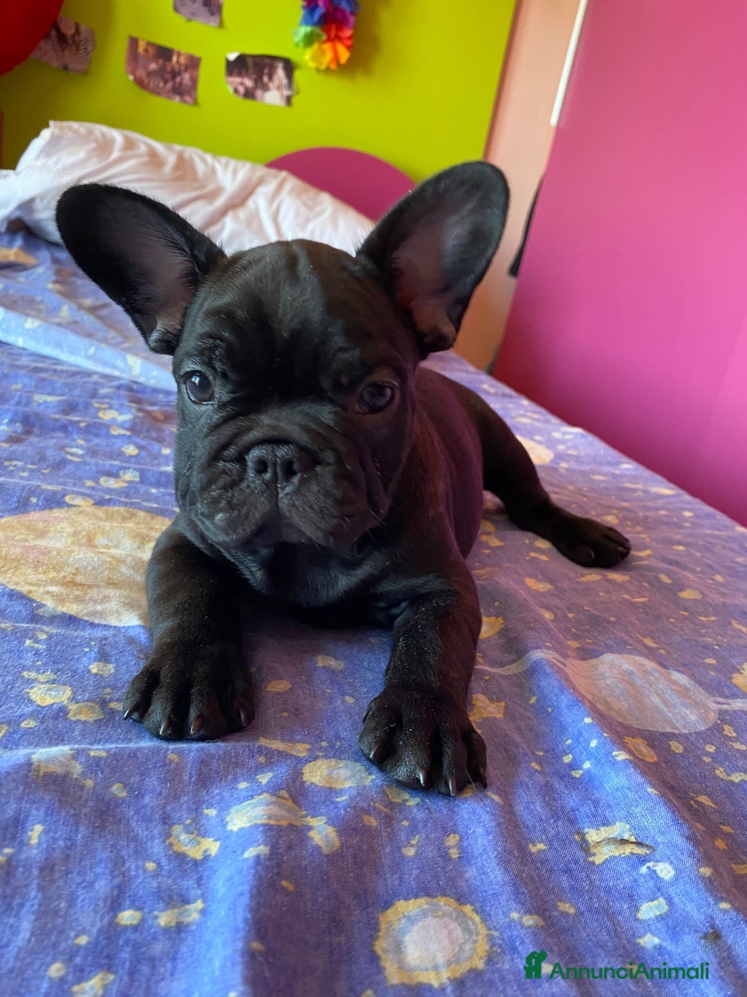 Bulldog Francese cani in vendita: 🐾🏡 Cuccioli di Bulldog Francese 🐾🏡 a Libero consorzio comunale di Agrigento - Immagine 5