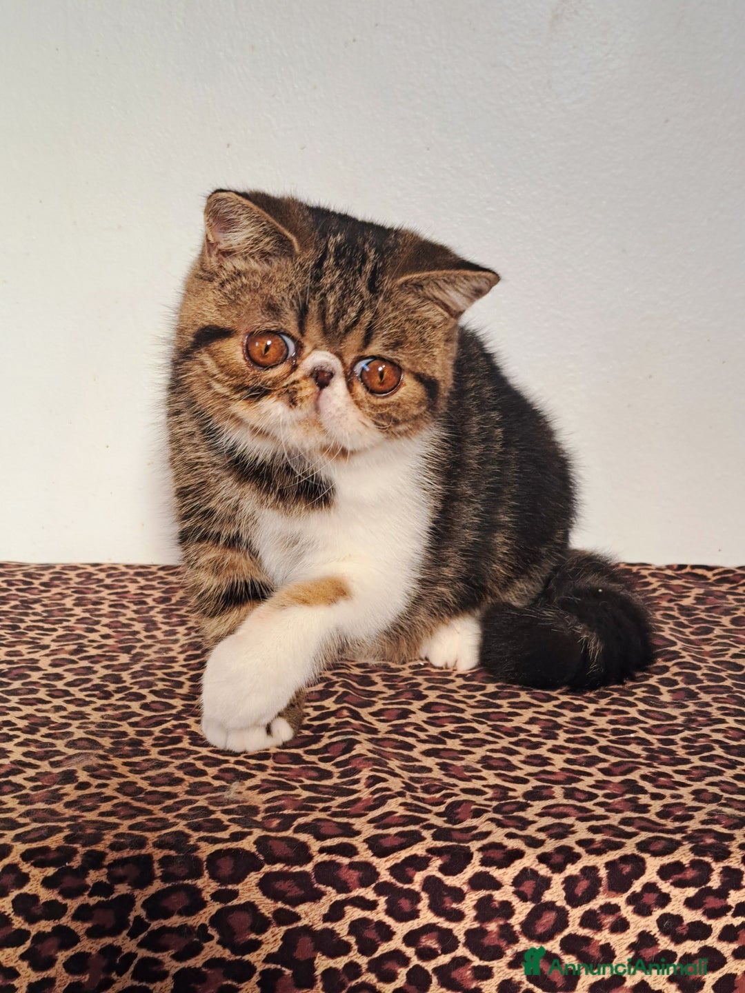 Exotic Shorthair gatti in vendita: Bellissimo cucciolo exotic - Annuncio 5