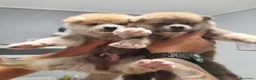 Akita Inu cani in vendita: Cuccioli di Akita Inu - Annuncio 3