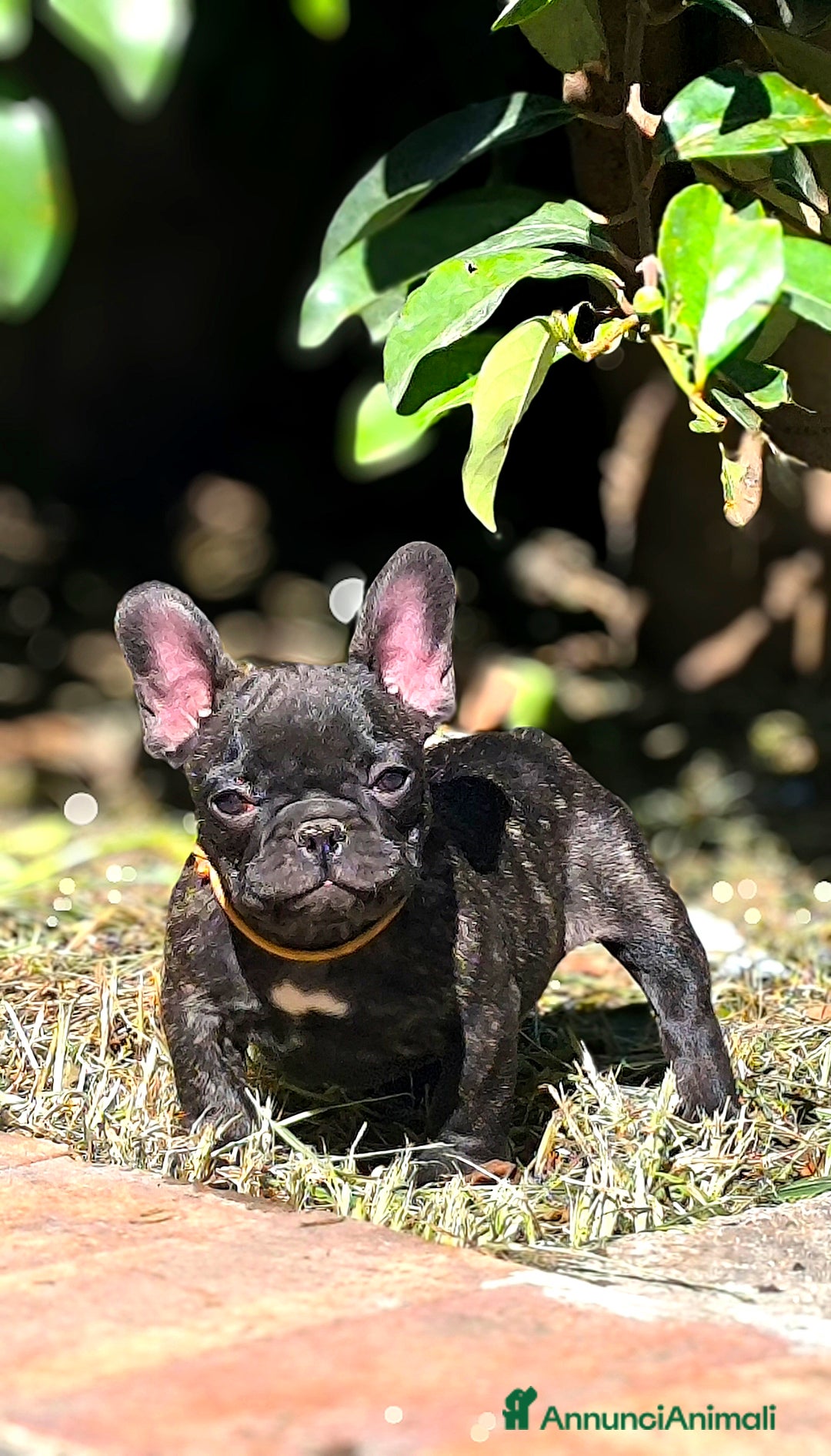 Bulldog Francese cani in vendita: Bulldog francese cuccioli enci a Provincia di Salerno - Annuncio 6