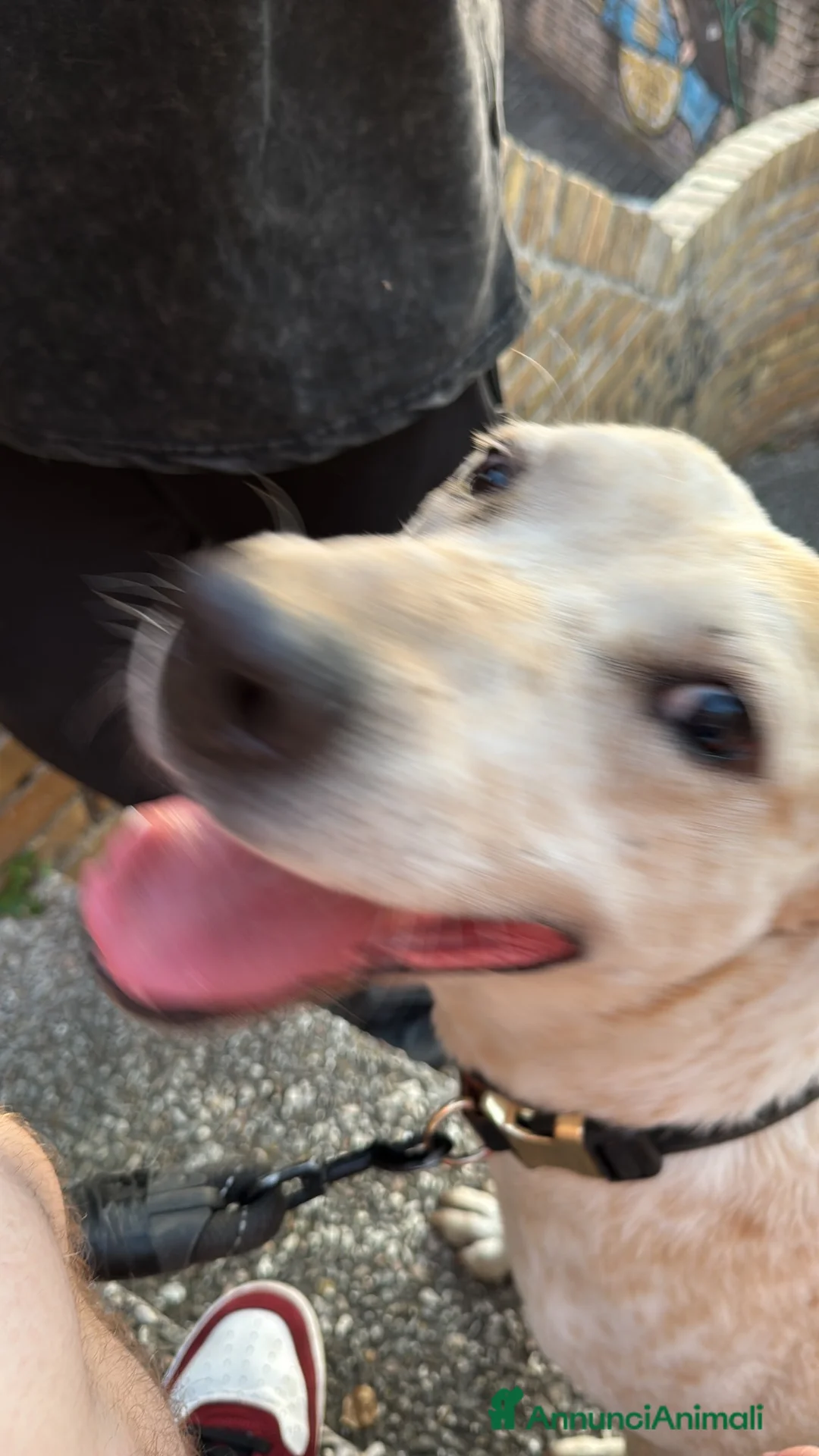 Altre razze cani in regalo: Cucciolone cerca famiglia a Provincia di Ancona - Annuncio 2