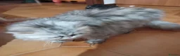 Persiano gatti in vendita: gatti persiani - Annuncio 1