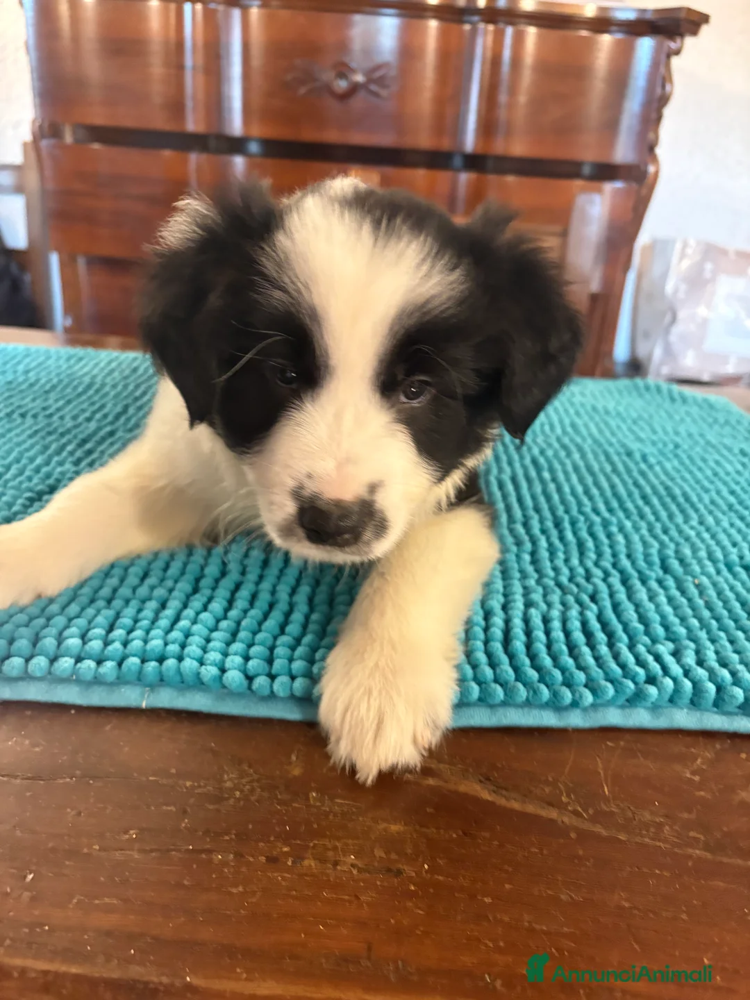 Border Collie cani in vendita: Border collie con pedigree  - Annuncio 2