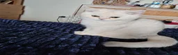 British gatti in vendita: Maschietto British shorthair  - Annuncio 6