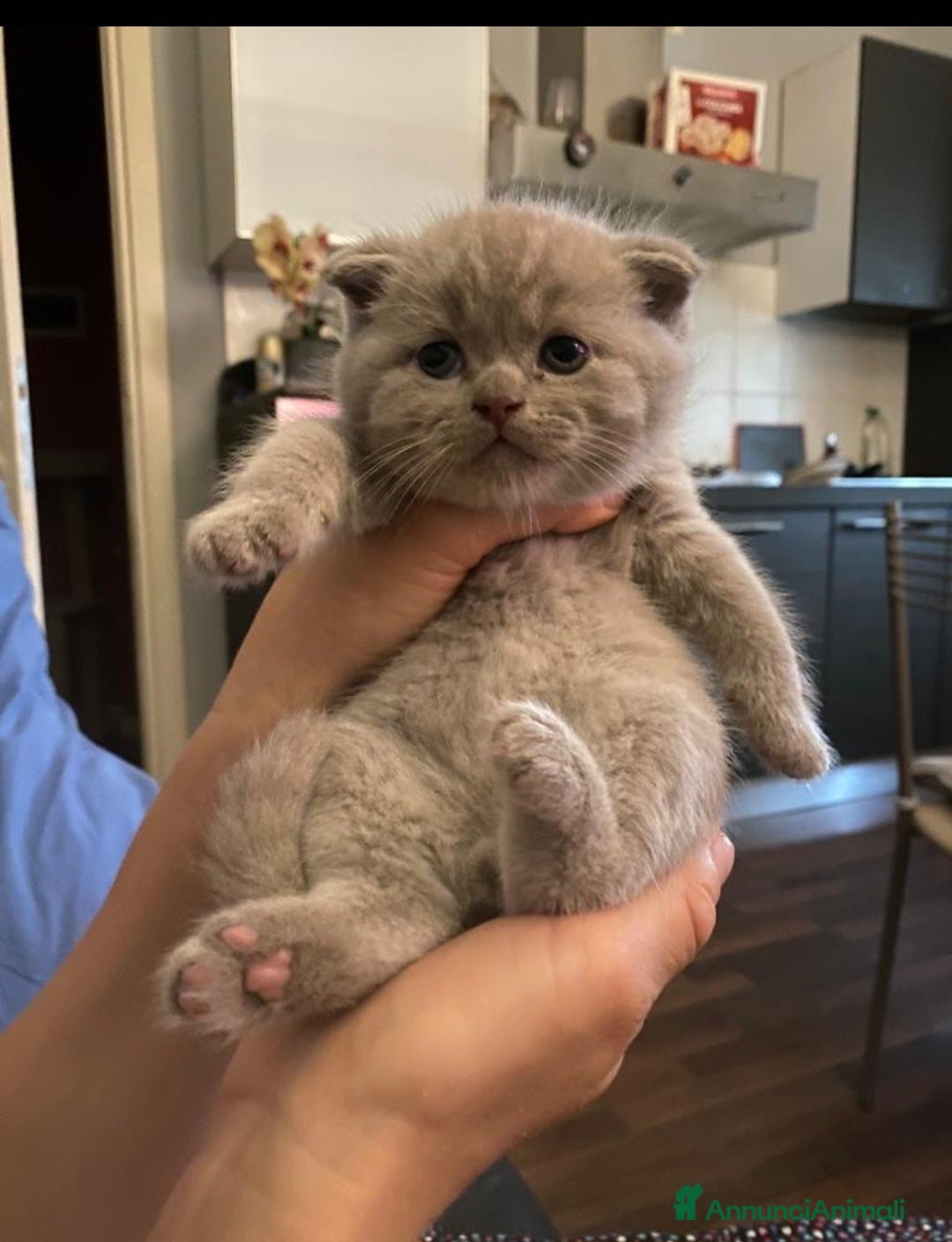 Scottish gatti in vendita: Scottish fold maschio  a Provincia di Cremona - Immagine 4