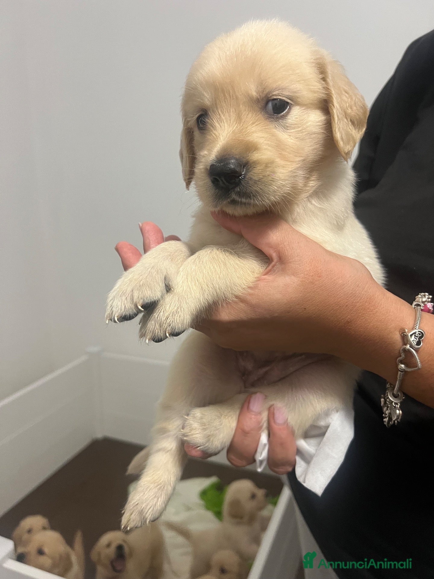 Golden Retriever cani Cuccioli golden retriever  - Annuncio 3
