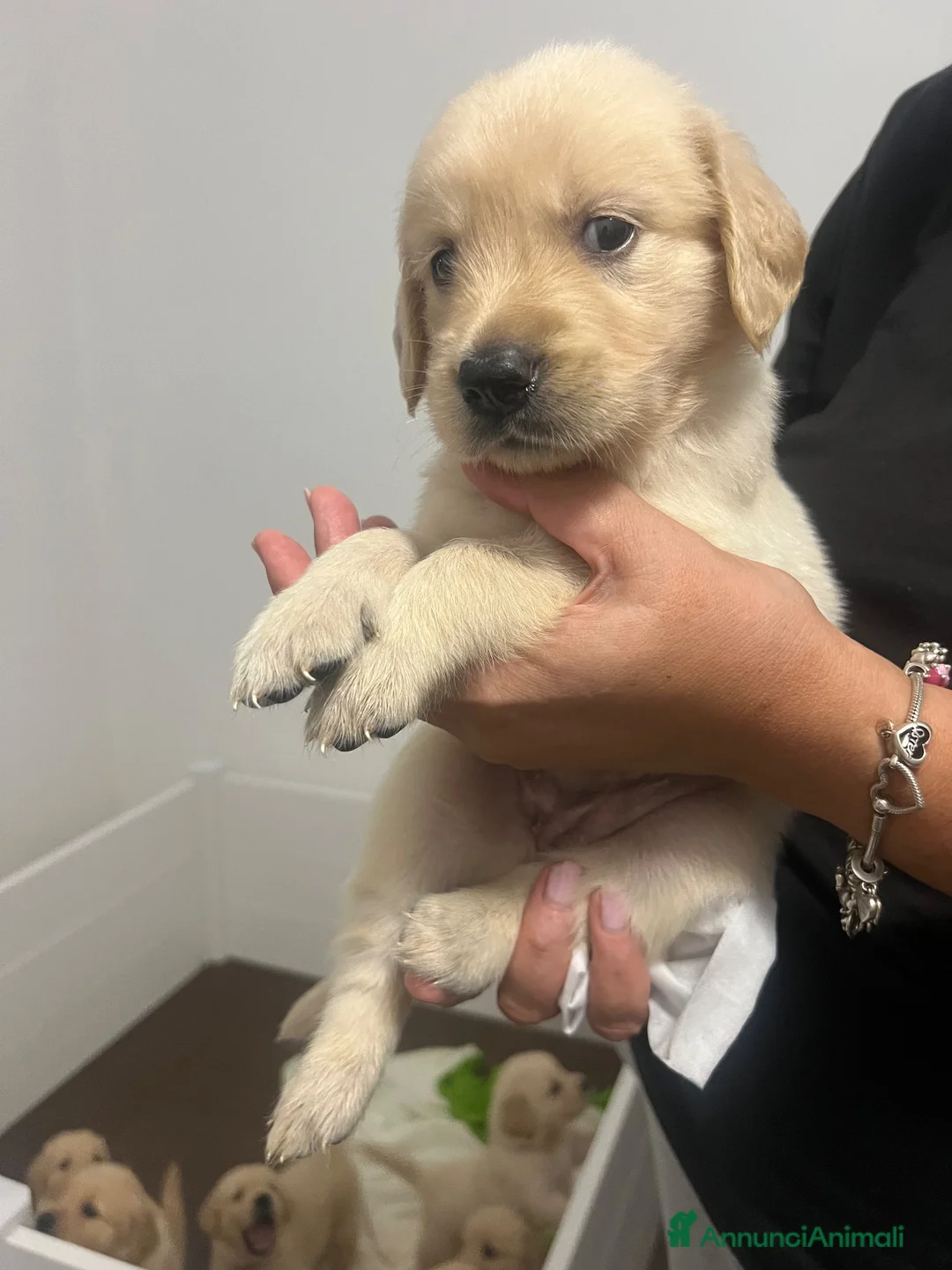 Golden Retriever cani in vendita: Cuccioli golden retriever  - Annuncio 1