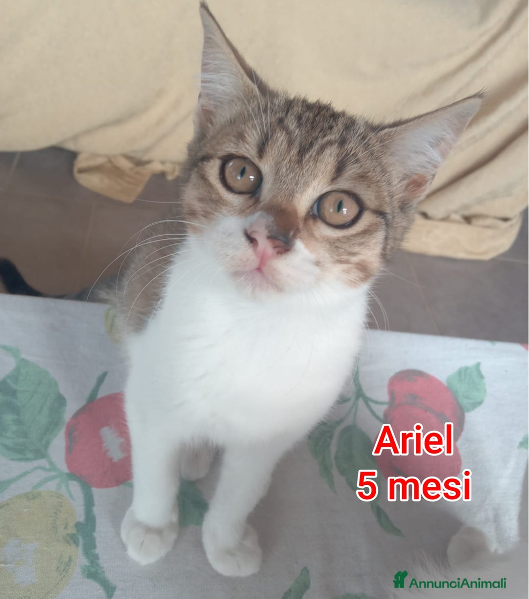 Europeo gatti in regalo: TANTI GATTINI DA SALVARE  - Annuncio 9